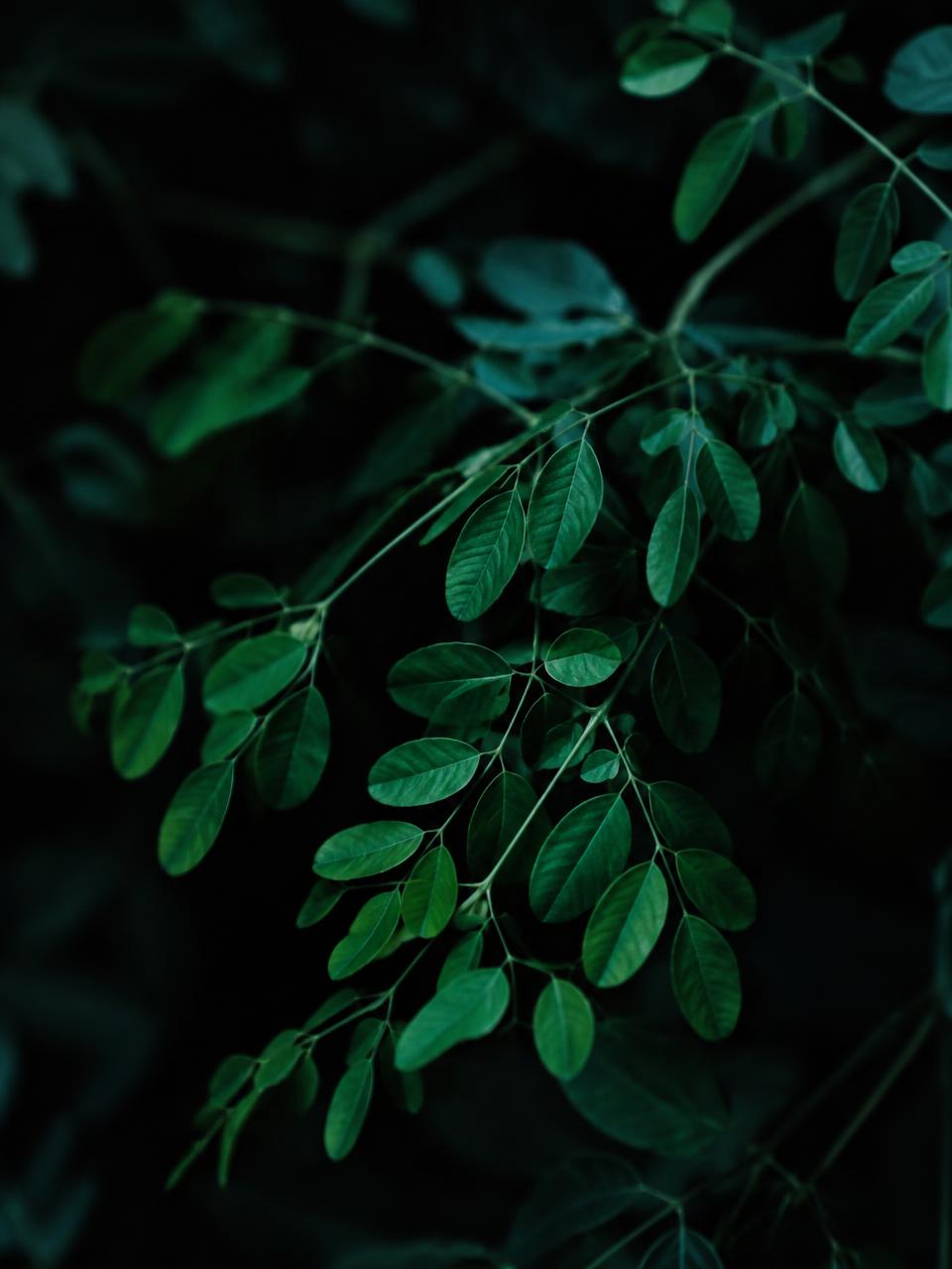 Fresh moringa leaves